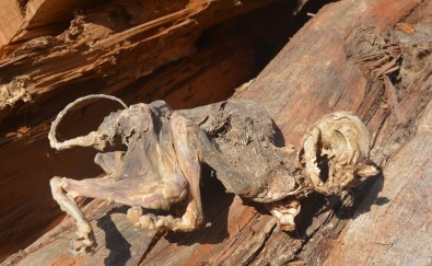 500 Yıllık Ağacın İçinden Çıkan Hayvan Fosili Şaşırttı