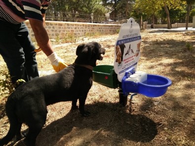 Akşehir Belediyesinden Sokak Hayvanları İçin Su Ve Mama Kapları