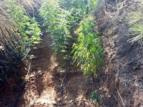 Damla Sulama Sistemiyle Uyuşturucu Yetiştirdiler