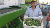 KURUCUOVA - İkinci Ürün Salatalık Yüz Güldürüyor