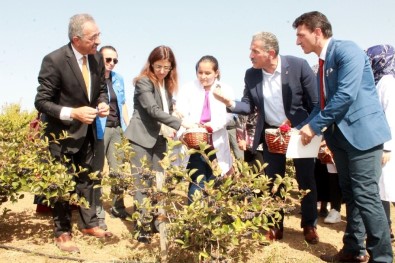 Kanser Savaşçısı Bitki Artık Türkiye'de De Üretiliyor