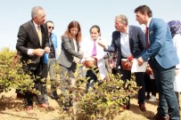 TIP DOKTORU - Kanser Savaşçısı Bitki Artık Türkiye'de De Üretiliyor