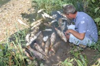 KURBAĞA - Karacabey'de Balık Katliamı Sürüyor