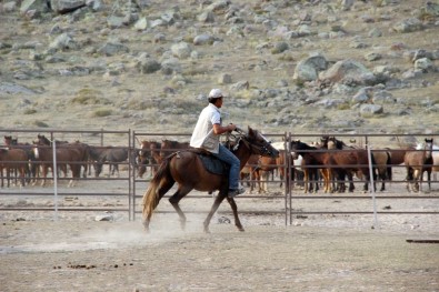 Karaman'da Yılkı Atları Yakalanmaya Başladı