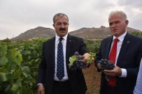 SOĞUK HAVA DEPOSU - Tokat'ta 18 Sofralık Üzüm Çeşidi Denemesi Yapılıyor