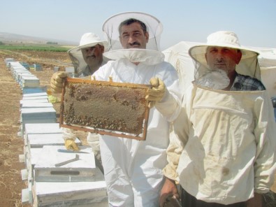 Araban'da Doğal Bal Sağımı Başladı