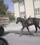 Vicdansız Sürücü Römorkun Arkasına Bağladığı Atı Kilometrelerce Koşturdu