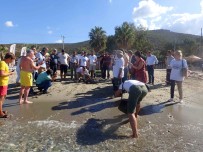 KAYALı - 1,5 Yıl Tedavi Gören Caretta Caretta Denize Bırakıldı