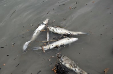 Alaplı'da Derede Balık Ölümleri Tedirgin Etti