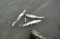 ÖLÜ BALIK - Alaplı'da Derede Balık Ölümleri Tedirgin Etti