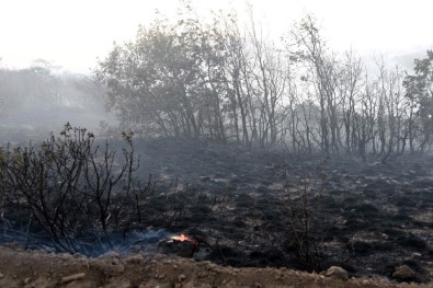Eskişehir'deki Orman Yangınında 45 Hektarlık Alan Zarar Gördü
