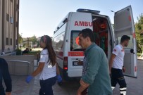 RAMAZAN ŞAHIN - Kahta'da 1 Kişiyi Yılan Soktu