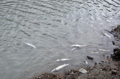 Zonguldak'ta Balık Ölümleri Tedirginliğe Neden Oldu