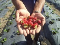 Büyükşehir'den Çiftçiye Hibeli Çilek Fidanı