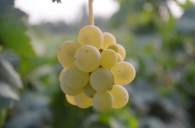 Iğdır'da Şeftali Ve Üzüm Hasadı