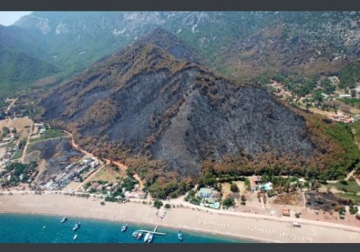 Yangınla Kararan Adrasan, 1 Yıl İçinde 250 Bin Yeni Fidanla Yeşile Büründü