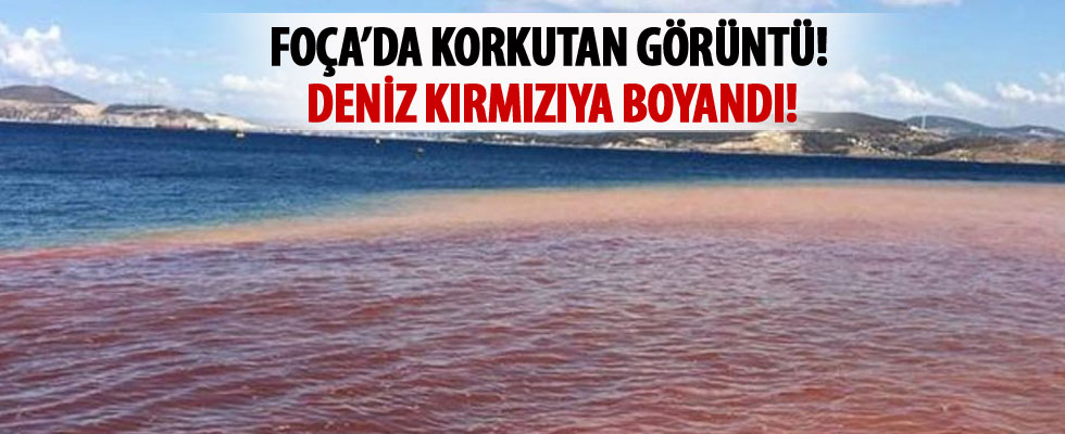 Yeni Foça'da denizin rengi değişti