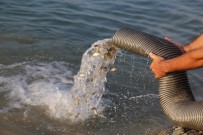 AYNALı SAZAN - Barajlara 770 Bin Sazan Balığı Bırakıldı