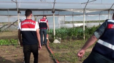 Organik Tarım Adı Altında Hint Keneviri Yetiştirmişler!