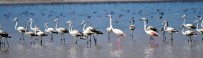 ERÇEK GÖLÜ - Flamingolar Arin Gölünde İlk Defa Yoğun Şekilde Görüntülendi