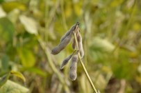 Türkiye'nin Soya İhtiyacının Yüzde 60'I Adana'dan