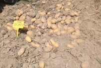 YıLMAZ ŞIMŞEK - Yerli Patateslerin Hasadı Yapıldı