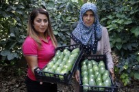 TURGUT MUSLUOĞLU - Avokadoda 15 Milyon Adet Üretim Hedefi