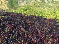 İlkel Yöntemlerle Toplanan Üzümler Kurutularak Kışın Tüketiliyor