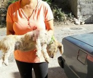 HAYVAN SEVGİSİ - Minik Köpeği Tüfekle Vurdular