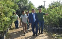 HALUK ALICIK - Sabah Mesaisi Fidanlıkta Başladı