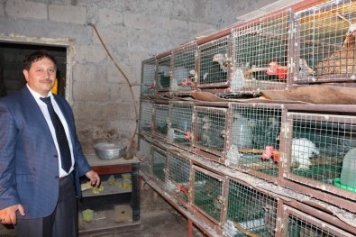 Süs Tavukları Trabzon'da Podyuma Çıkacak