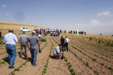 Tıbbi Ve Aromatik Bitki Bahçelerinin Tanıtımı Yapıldı