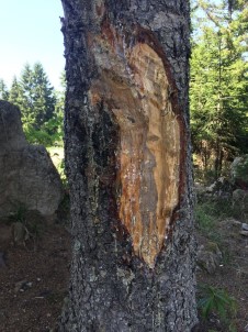 Çıra İçin 50 Yıllık Ağaçlara Zarar Veriyorlar