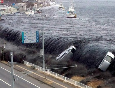 Tsunami 1 milyon deniz canlısını taşıdı