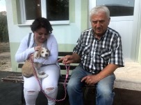 KÖPEK YAVRUSU - Muhtar Sokak Köpeklerini Sahiplendiriyor