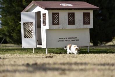 Antalya'da Kedilere Temalı Kedi Evi
