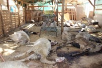 Manisa'da 50'Den Fazla Küçükbaş Hayvan Telef Oldu