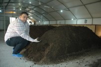 DEREKÖY - Siyah Altından Yılda 60 Bin Lira Kazanıyor