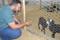 Mardin'de İthal Koyun Çiftliği Açıldı