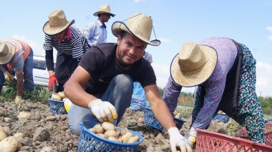Akıllı Köy'de Patates Denemesi Başarıyla Sonuçlandı