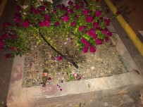 DALYAN - Belediyenin Diktiği Çiçekleri Koparıp Götürdü