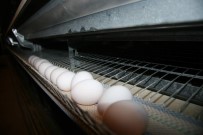 Okulların Açılması İle Yumurta Fiyatlarının Artması Bekleniyor