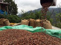 SERBEST PIYASA - Üretici Fındığını Tüccara Veriyor