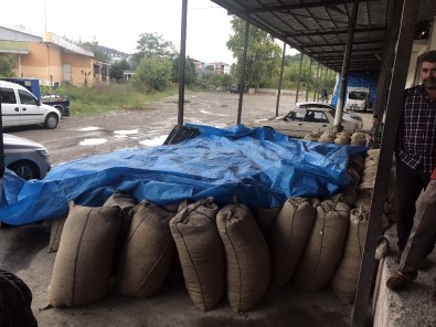 Alaplı'da TMO Fındık Alımına Başladı