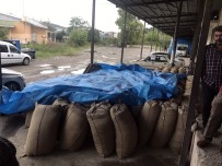 Alaplı'da TMO Fındık Alımına Başladı