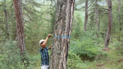 Orman İşletme Müdürlüğü Gençleştiriyor