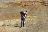 DAĞ KEÇİSİ - Yaralı Dağ Keçisini Kilometrelerce Sırtında Taşıdı