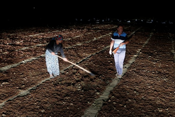 Manisalı çiftçinin 'üzüm nöbeti'