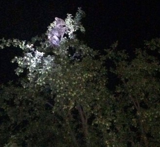 Ağacın Tepesinde Meyve Keyfi