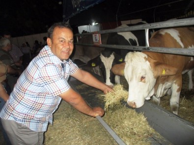 Almanya Ve Avusturya'dan Bin Düve İthal Edilecek